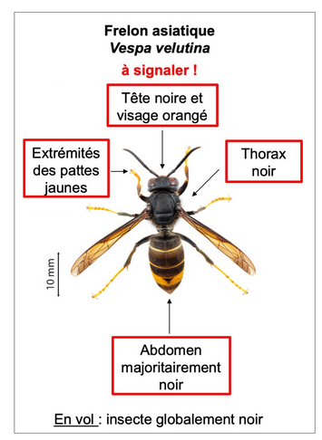 Frelon asiatique 2024